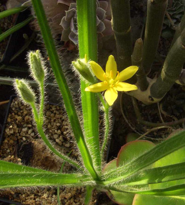 Hypoxis_obtusa_07.jpg