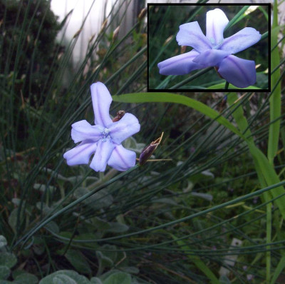 Aphyllanthes_monspeliensis.jpg