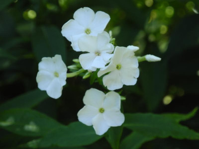 DSCN3462.JPG