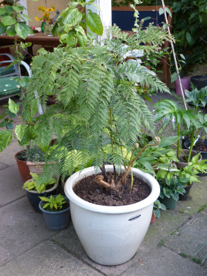 2018-07-13 Lophosoria quadripinnata 1.jpg
