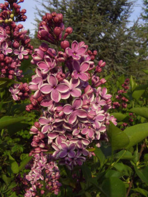 Syringa_Sensation.jpg