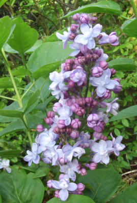 Syringa_Maiwunder.jpg