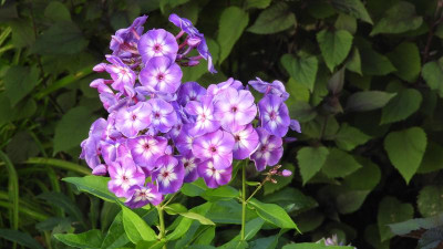 DSCN3452.JPG