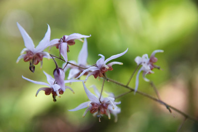 epimedium_asiatic_hybrid_21.jpg