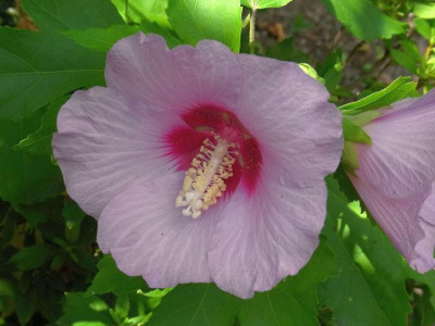 H. sinosyriacus_RIMG0805.JPG