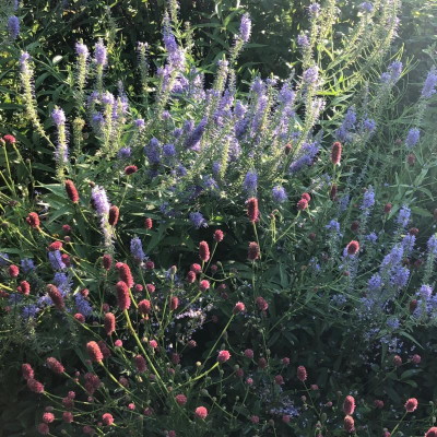 IMG_7071.jpg