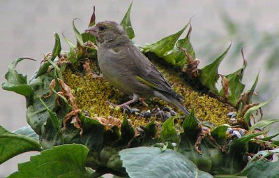 CarduelisChloris-Gruenfink13.jpg