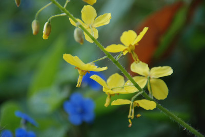epimedium_x_perralchicum_frohnleiten.jpg