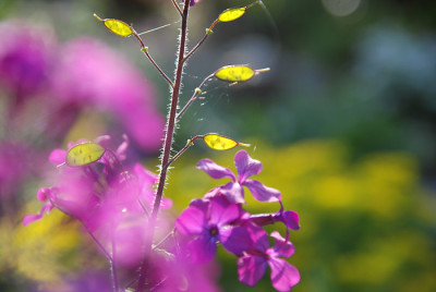 lunaria_katrin_1.jpg