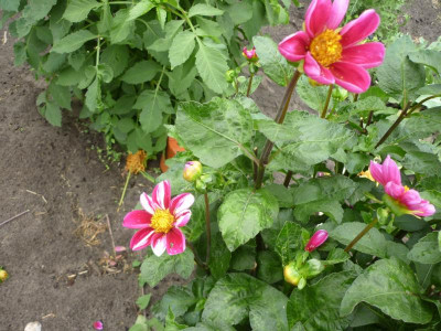 P1050057.JPG