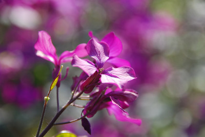 lunaria_katrin_3.jpg