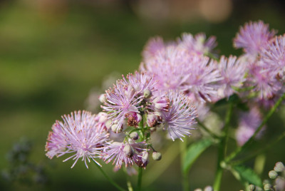 thalictrum_aquilegifolium_1.jpg