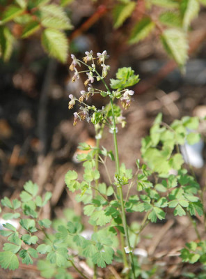 thalictrum_noname_hmm.jpg