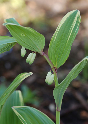 Polygonatum_odoratum_0407.jpg