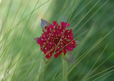 Knautia-Stipa.jpg