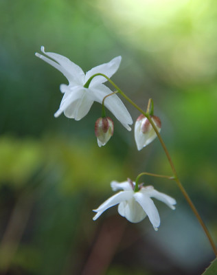 epimedium_grandiflorum_shikinomai.jpg