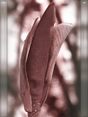 magnolia_hypoleuca.jpg