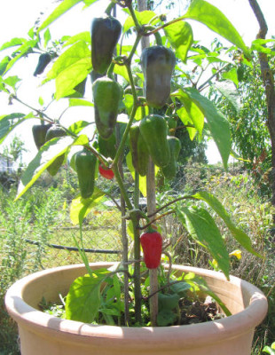 Chili_Peter_Pepper_Penis.jpg
