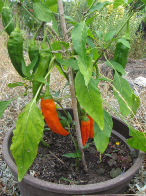 Chili_Anaheim_2018_orange.jpg