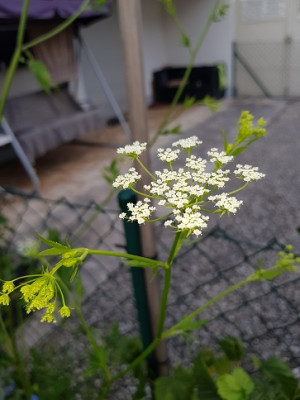 Blüte.jpg