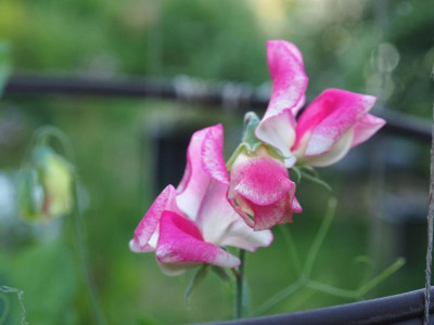 Lathyrus odoratus P7140027.JPG