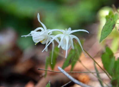 epimedium_grandiflorum_var_higoense.jpg