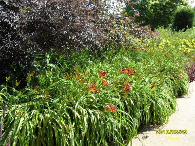 TG Bsp Wisley 02.jpg