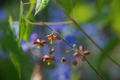 epimedium_alpinum.jpg