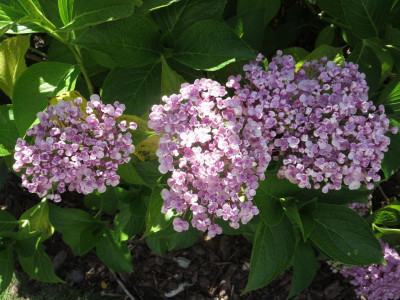 BoGa Breslau Hydrangea macrophylla 'Ayesha'_7044.jpg