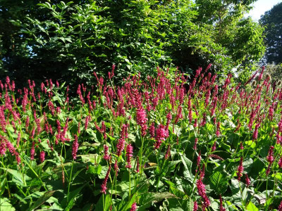 Persicaria amplexicaulis Juli 2018.JPG