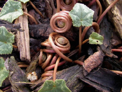 Herbstalpenveilchen.jpg