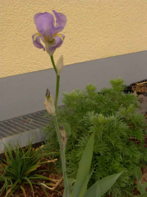 070418Irisunbekanntganzsenkr.jpg