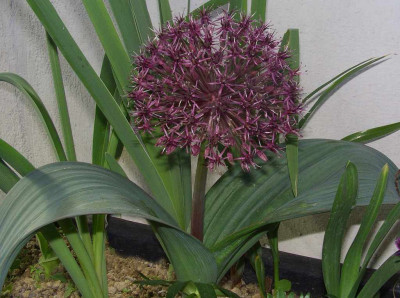 Allium_karataviense_ssp._Gesamteindruck.jpg
