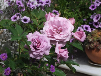 15.07.2018 14-12-50_4551.jpg