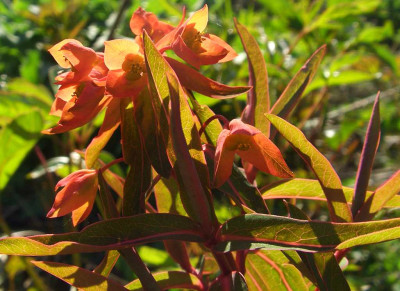 Euphorbia_griffithii_07.jpg