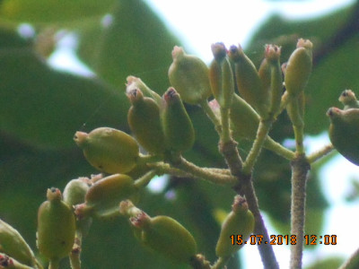 DSCN4655.jpg