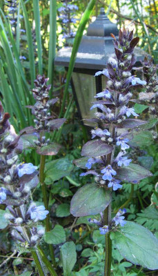 Ajuga_reptans_groe_Form.jpg