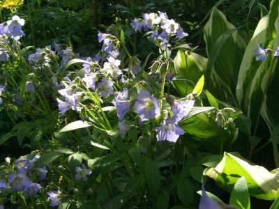 Polemonium_reptans.jpg