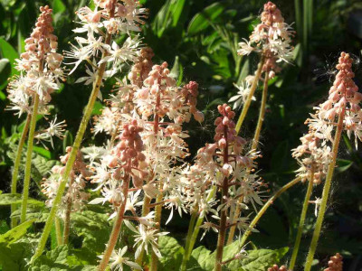 Tiarella_07.jpg