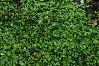 Isotoma-fluviatilis-k.jpg