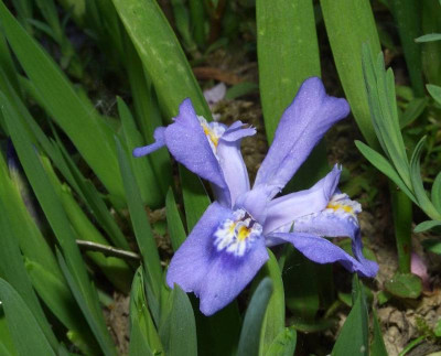 Iris_lacustris_07.jpg