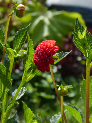2018-07-15 Dahlia 'Hildepuppe'.jpg