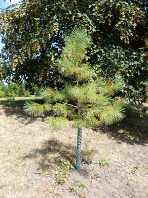 2018-07-15 Pinus jeffreyi 1.jpg