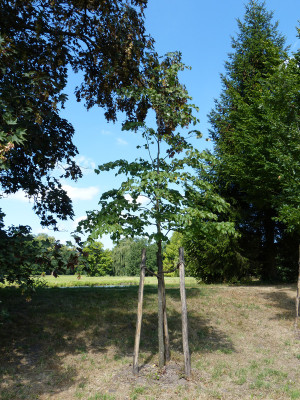 2018-07-15 Tilia cordata 1.jpg