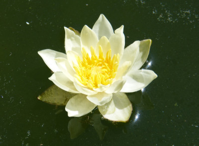 2018-07-15 Nymphaea pygmaea 'Helvola'.jpg