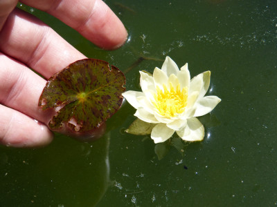 2018-07-15 Nymphaea pygmaea 'Helvola' 2.jpg