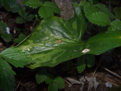 Arum_maculatum_Blatt.jpg