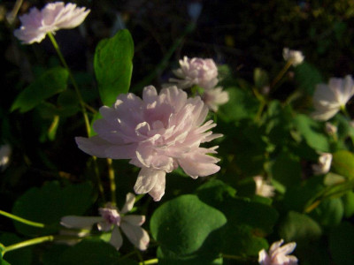 Anemonella_thalictroides_Cameo_07.jpg