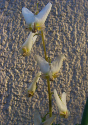 Dicentra_cucullaria_07-2.jpg