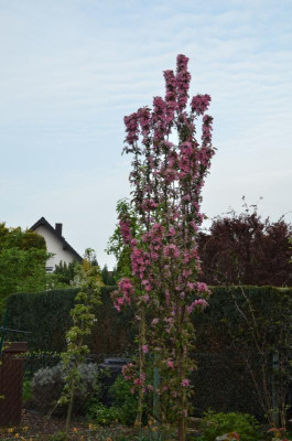 Malus-Maypole.18-3.jpg